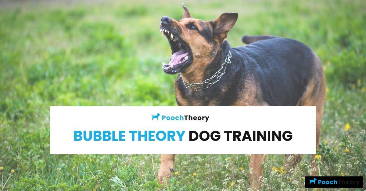 Read more about the article Bubble Theory Dog Training: Complete Guide