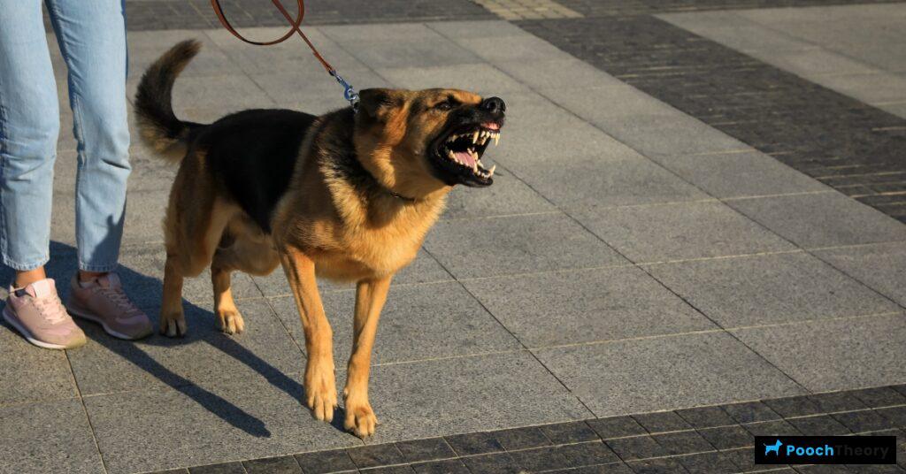 What is a reactive dog