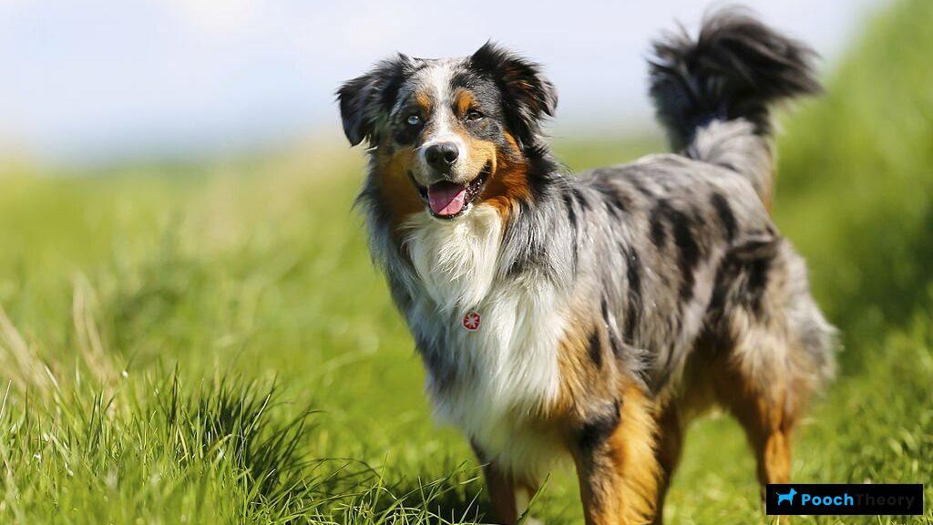 Australian Shepherd Reactive Dog Breed