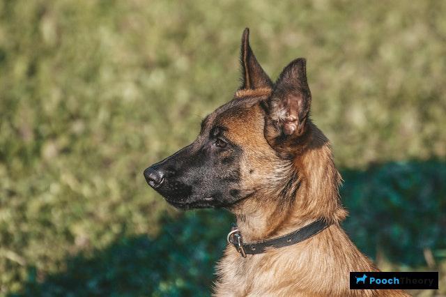 Belgian Malinois Reactive Dog Breed