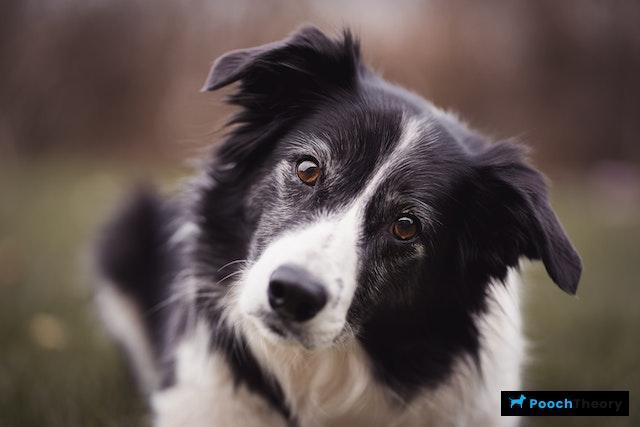 Border Collie Reactive Dog Breed