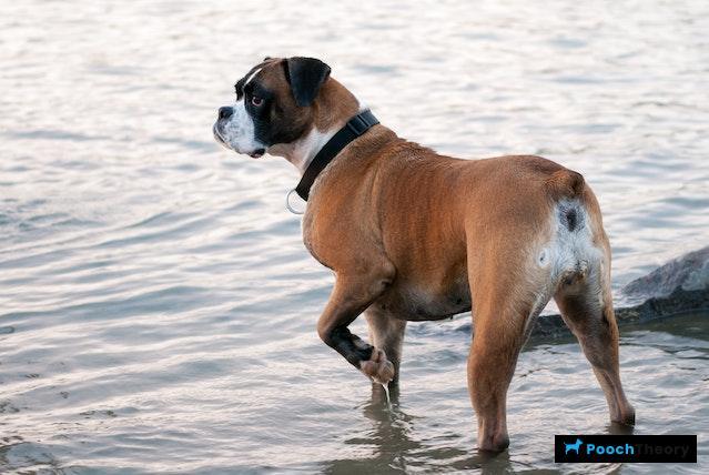 Boxer Reactive Dog Breed