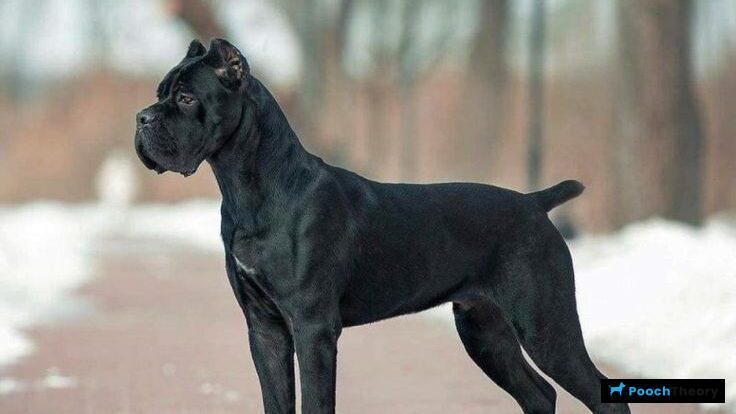 Cane Corso Reactive Dog Breed