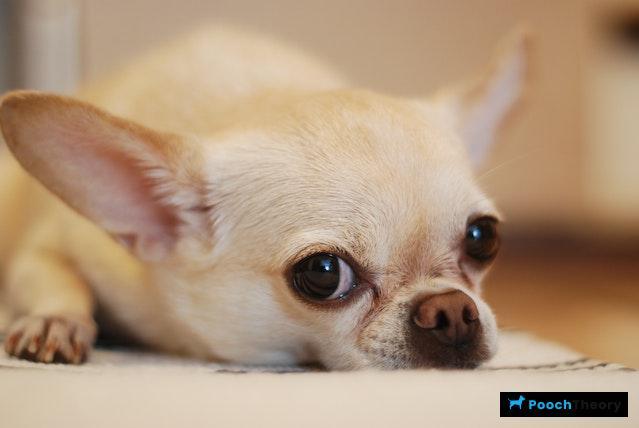 Chihuahua Reactive Dog Breed