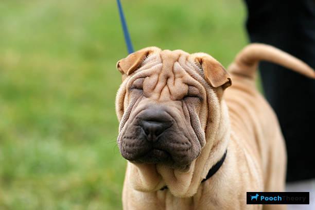 Chinese Shar-Pei