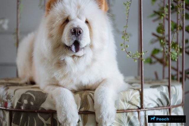 Chow Chow