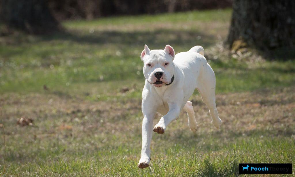 Dogo Argentino