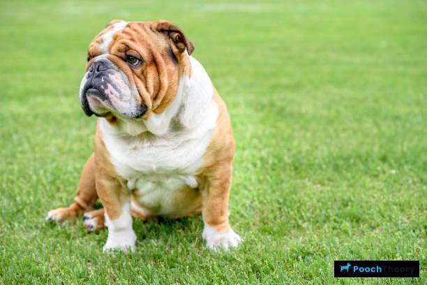 English Bulldog