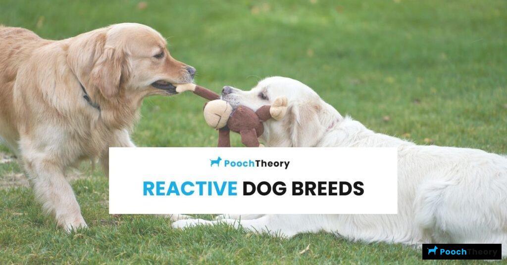 Reactive Dog Breeds