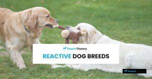 Read more about the article Reactive Dog Breeds: Most Common 11 Breeds