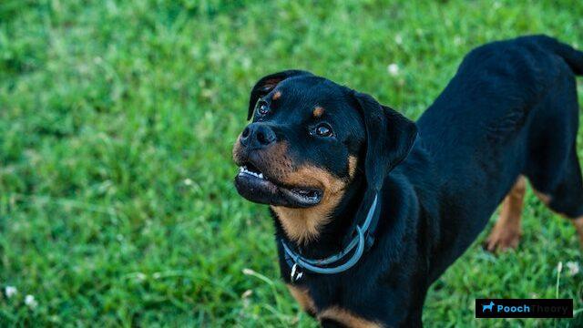 Rottweiler Reactive Dog Breed