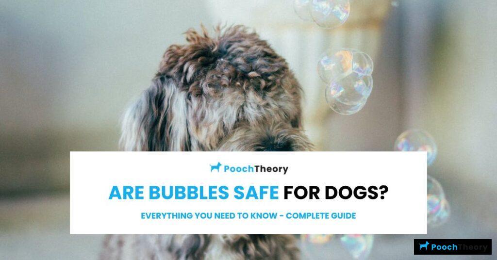 Are Bubbles Safe for Dogs Featured