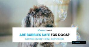 Read more about the article Are Bubbles Safe for Dogs? Complete Guide