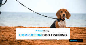 Read more about the article Why should you use Compulsion Dog Training?