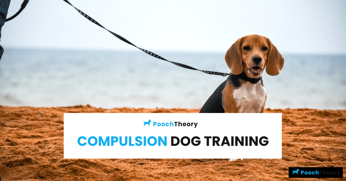 Read more about the article Why should you use Compulsion Dog Training?