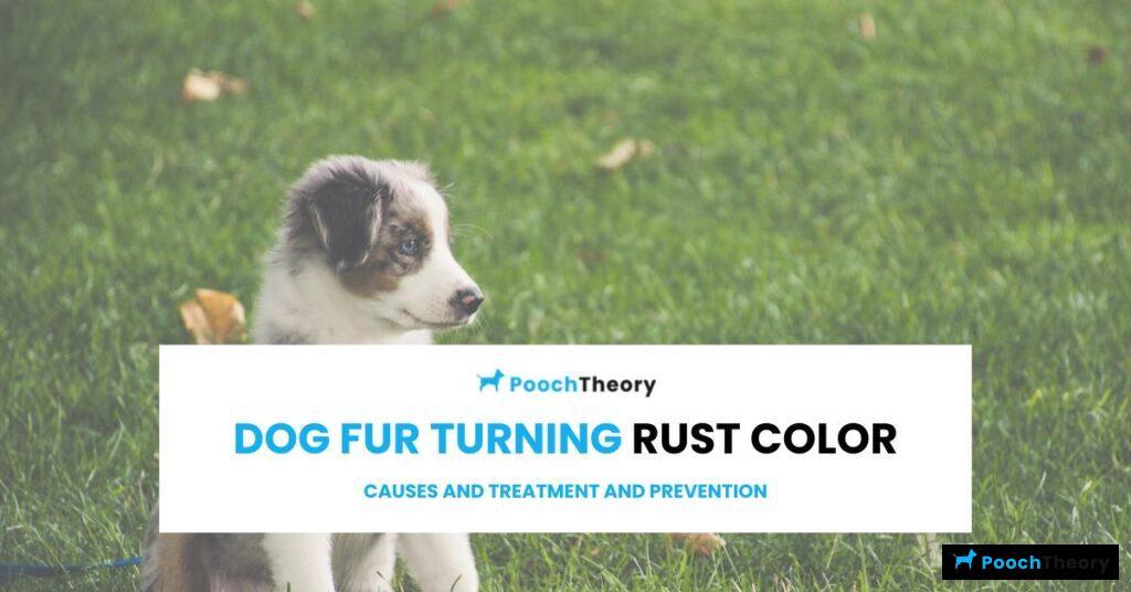 Dog fur turning rust color featured image