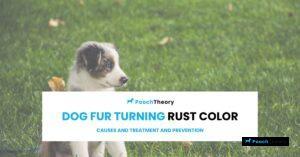 Read more about the article Dog Fur Turning Rust Color: Causes and Treatment