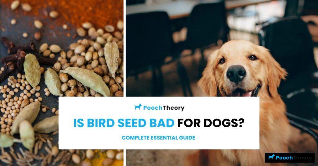 Is Bird Seed Bad for Dogs