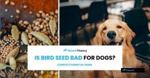 Read more about the article Is Bird Seed Bad for Dogs? Essential Guide