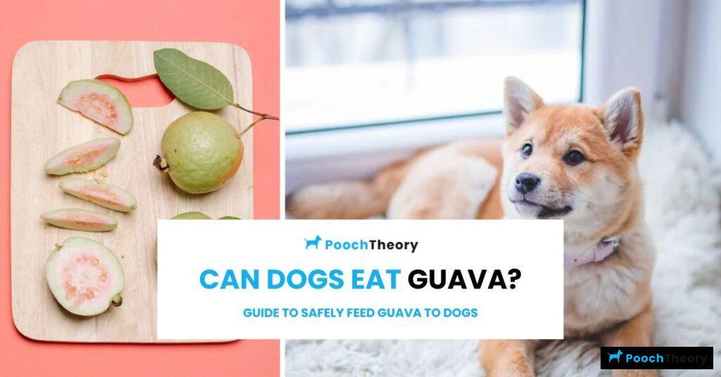 can dogs eat guava