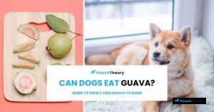Read more about the article Can Dogs Eat Guava? Guide to Feed Guava to Dogs