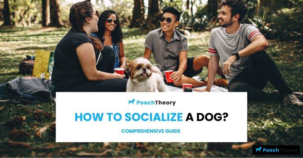How to socialize a dog
