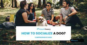 Read more about the article How to Socialize a Dog: A Comprehensive Guide
