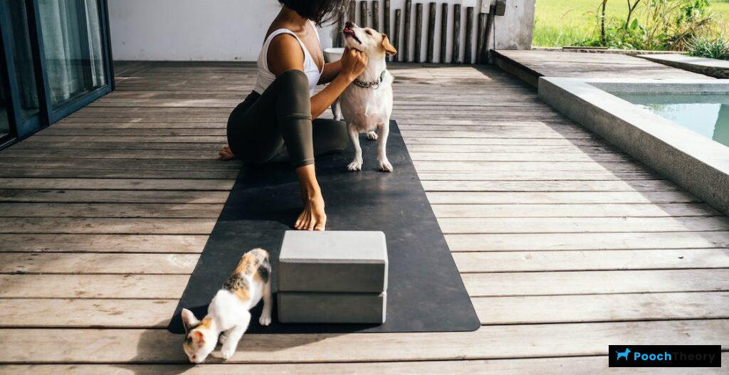 How to socialize a dog with other animals