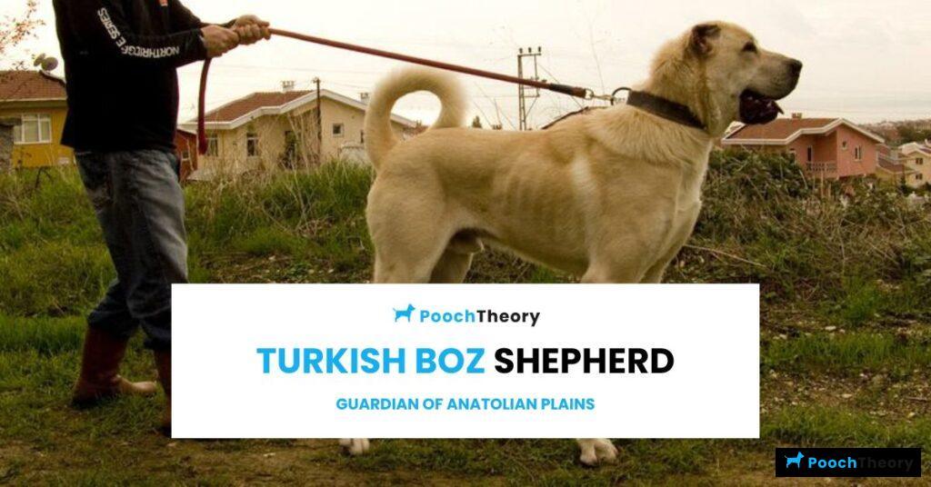 Turkish Boz Shepherd - Guardian of Anatolian Plains