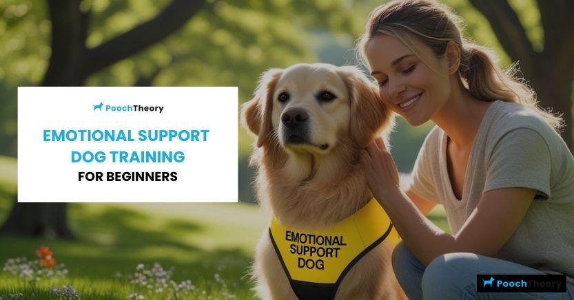 Emotional Support Dog Training for Beginners