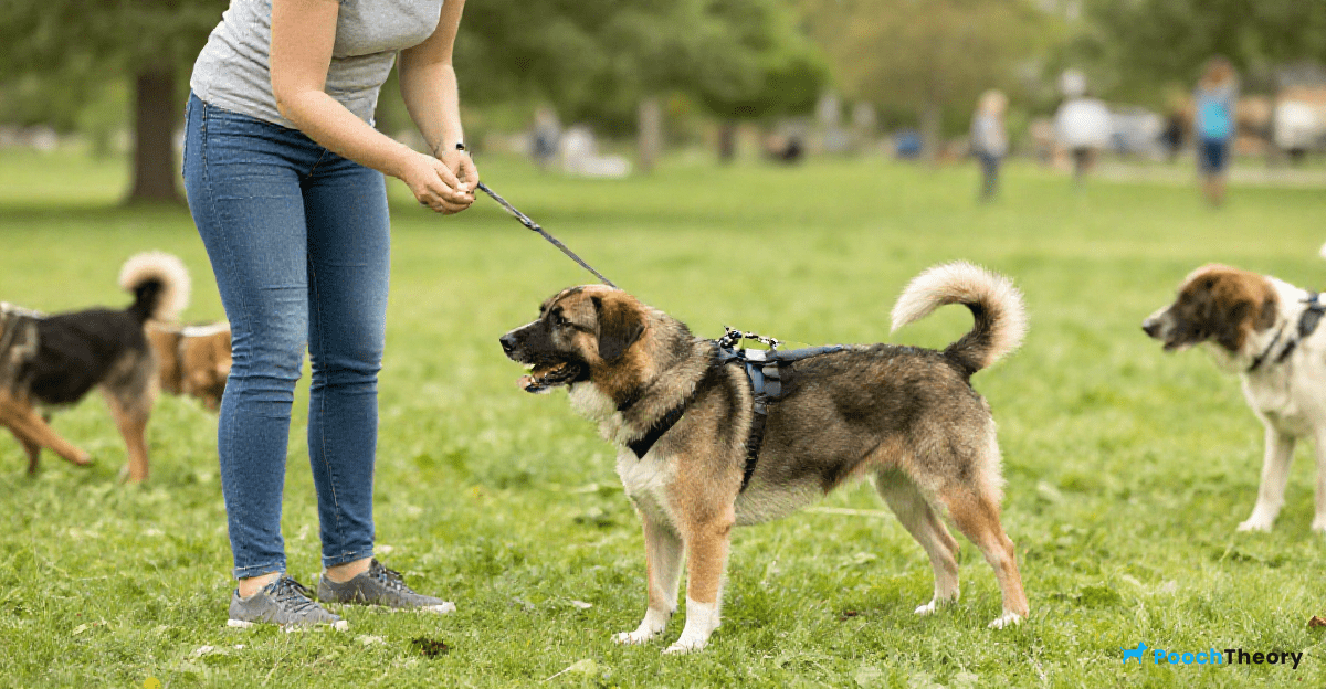 Addressing Common Challenges in Dog Training