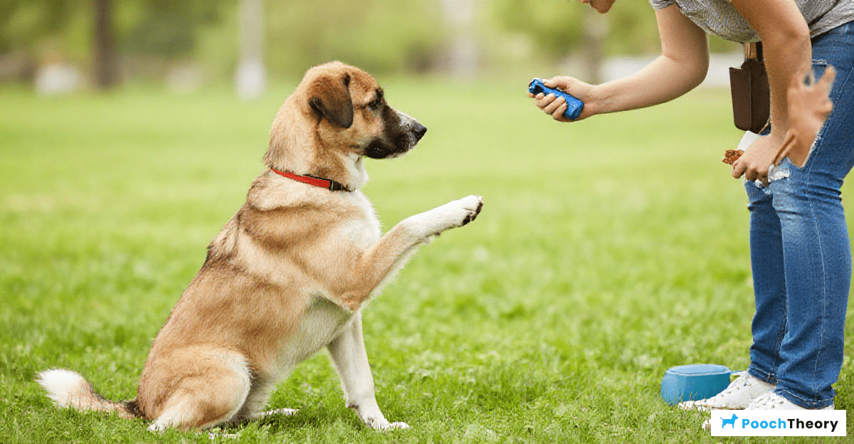 Clicker Training: Techniques and Advantages