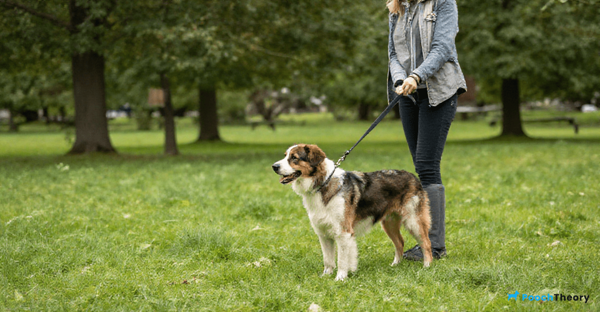 Common Challenges in Dog Training