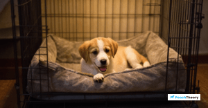 Read more about the article Crate Training A Puppy At Night Without Crying: Your Ultimate Guide