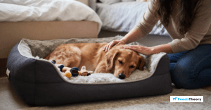 Read more about the article Effective Bedtime Routine For Dogs To Reduce Night Anxiety
