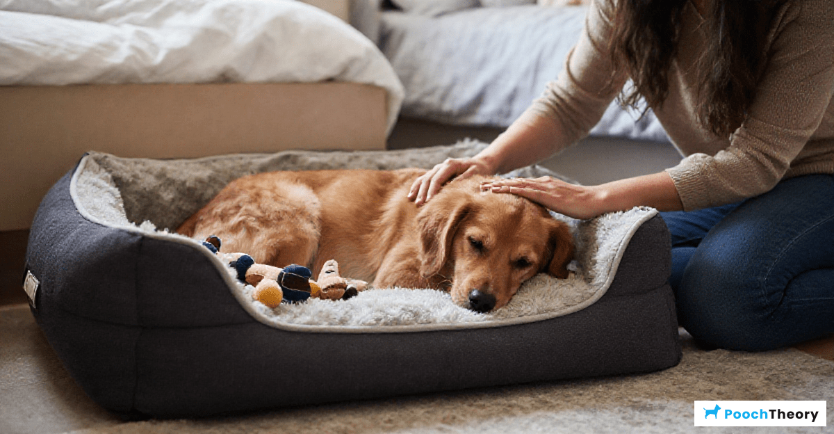 You are currently viewing Effective Bedtime Routine For Dogs To Reduce Night Anxiety