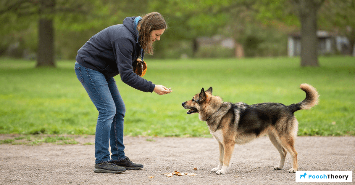 Effective Dog Training Techniques