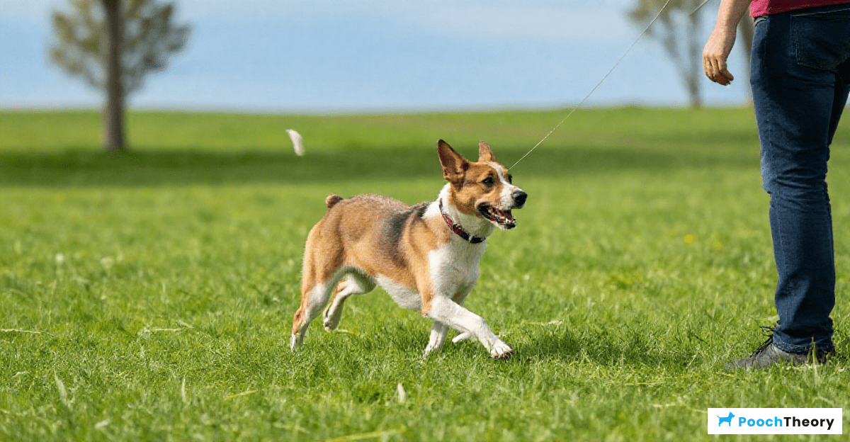 Establishing a Solid Recall Command