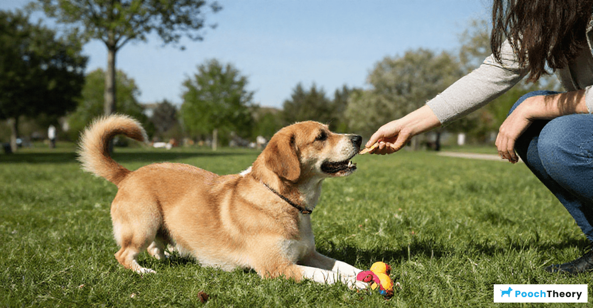How Positive Reinforcement Works