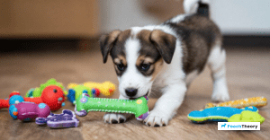 Read more about the article How To Redirect Puppy Chewing To Toys Effectively