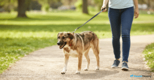 Read more about the article How To Train A Dog To Walk On A Loose Leash Without Prong Collar