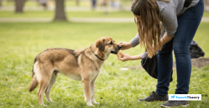 Read more about the article How To Train A Rescue Dog That Was Never Socialized