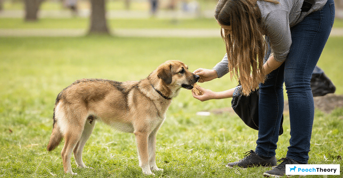 You are currently viewing How To Train A Rescue Dog That Was Never Socialized