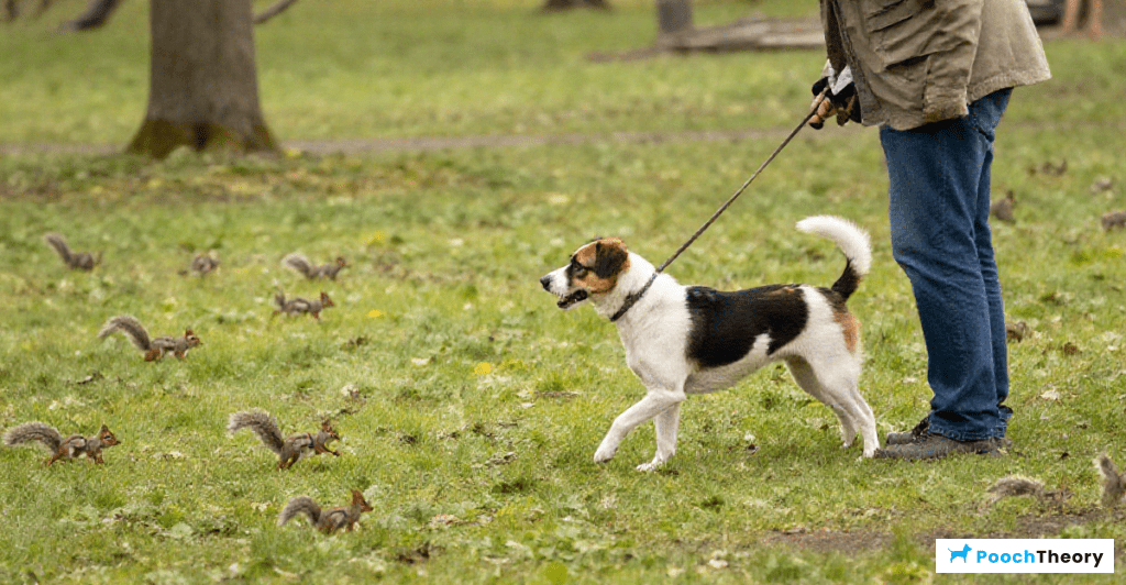 Training a dog to recall reliably in a park with squirrels nearby.