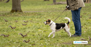Read more about the article How To Train A Reliable Recall Around Squirrels
