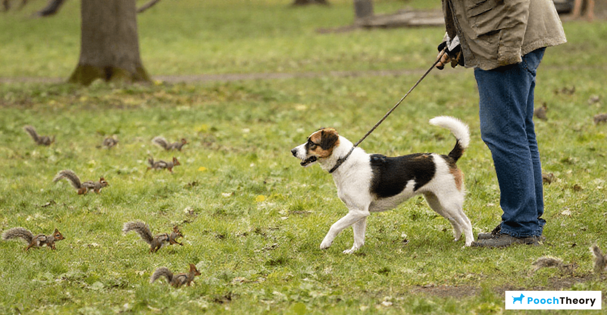 You are currently viewing How To Train A Reliable Recall Around Squirrels