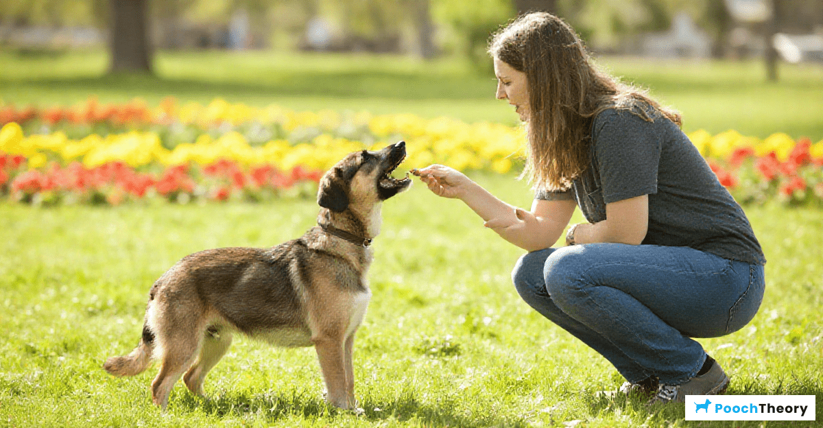 Implementing Positive Reinforcement Techniques