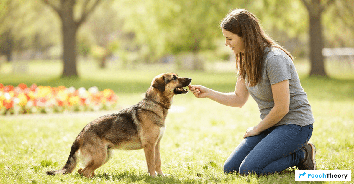 The Importance of Positive Reinforcement