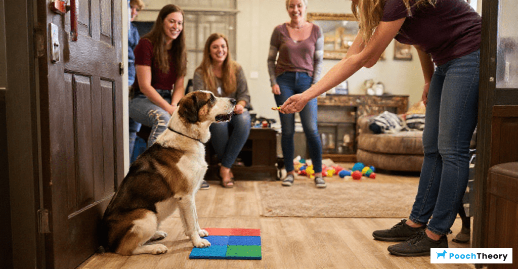 Dog practicing impulse control games to prevent jumping on guests during visits.