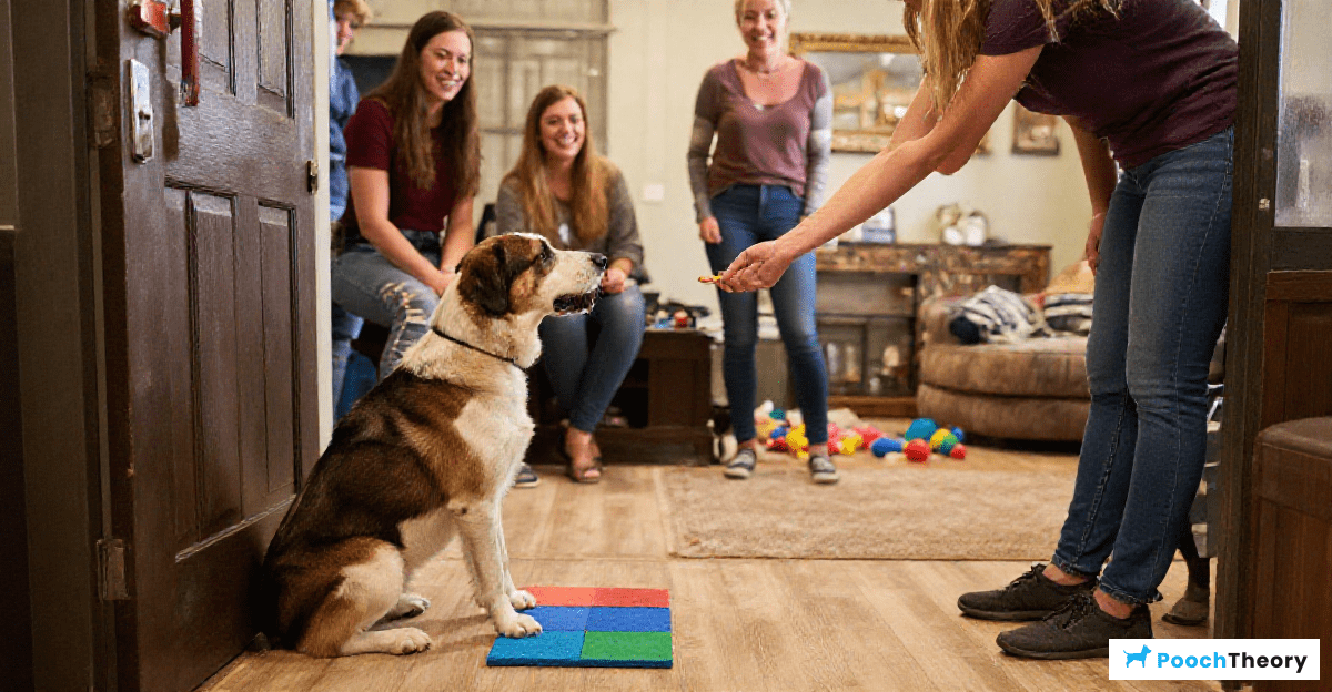 You are currently viewing The Best Impulse Control Games For Dogs That Jump On Guests